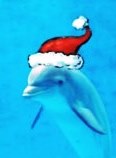 dolphin_christmas116x158